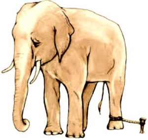 L'elefantino legato, esempio di incapacità appresa