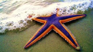 Una stella marina, protagonista di questo aneddoto di life coaching